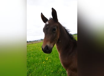 Old Wuerttemberg, Stallion, , Brown