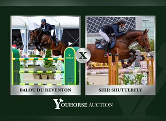 Oldenbourg, Inconnu, Embryon