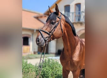 Oldenbourg, Étalon, 12 Ans, 175 cm, Bai cerise