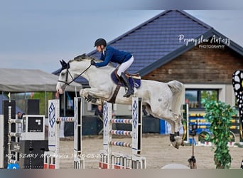 Oldenbourg, Étalon, 13 Ans, 172 cm, Gris