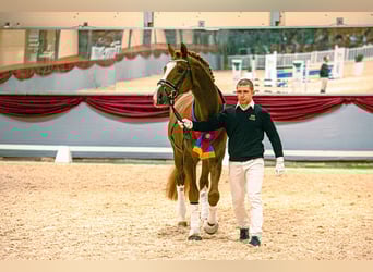 Oldenbourg, Étalon, 14 Ans, 175 cm, Alezan