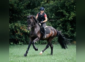 Oldenbourg, Étalon, 16 Ans, 168 cm, Bai brun foncé