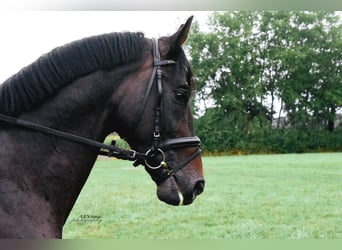 Oldenbourg, Étalon, 16 Ans, 168 cm, Bai brun foncé