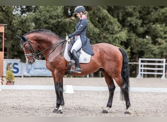 Oldenbourg, Étalon, 16 Ans, 172 cm, Bai cerise