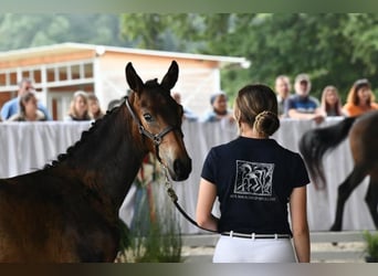 Oldenbourg, Étalon, 1 Année, 152 cm, Bai