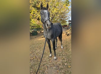 Oldenbourg, Étalon, 1 Année, 153 cm, Gris