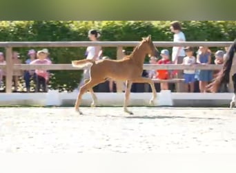 Oldenbourg, Étalon, 1 Année, 170 cm, Alezan brûlé