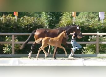Oldenbourg, Étalon, 1 Année, 170 cm, Alezan brûlé