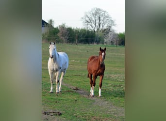 Oldenbourg, Étalon, 1 Année, 170 cm, Alezan