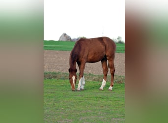 Oldenbourg, Étalon, 1 Année, 170 cm, Alezan