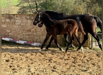 Oldenbourg, Étalon, 1 Année, 170 cm, Bai brun