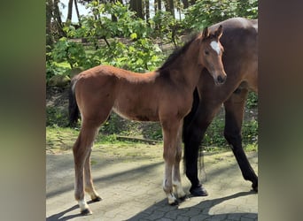 Oldenbourg, Étalon, 1 Année, 170 cm, Bai brun