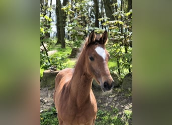 Oldenbourg, Étalon, 1 Année, 170 cm, Bai brun