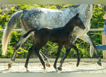 Oldenbourg, Étalon, 1 Année, 171 cm, Peut devenir gris