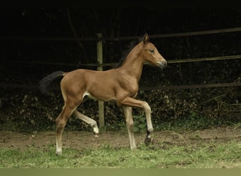 Oldenbourg, Étalon, 1 Année, 172 cm, Bai