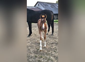 Oldenbourg, Étalon, 1 Année, 173 cm, Alezan brûlé