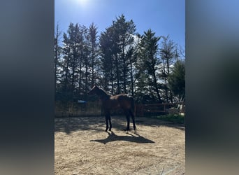 Oldenbourg, Étalon, 1 Année, 174 cm, Bai brun foncé
