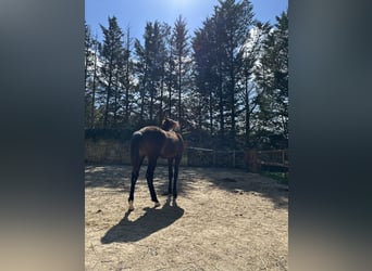 Oldenbourg, Étalon, 1 Année, 174 cm, Bai brun foncé