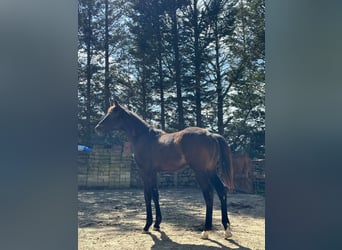 Oldenbourg, Étalon, 1 Année, 174 cm, Bai brun foncé