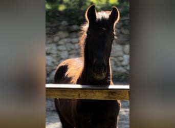 Oldenbourg, Étalon, 1 Année, 174 cm, Bai brun foncé