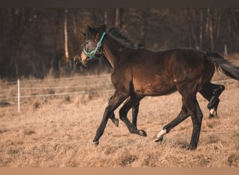 Oldenbourg, Étalon, 1 Année, 175 cm, Bai brun