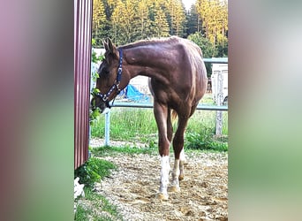 Oldenbourg, Étalon, 1 Année, Alezan brûlé