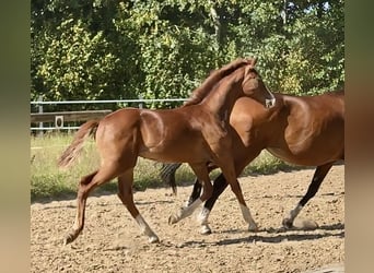 Oldenbourg, Étalon, 1 Année, Alezan brûlé