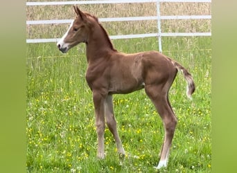 Oldenbourg Croisé, Étalon, 1 Année, Alezan