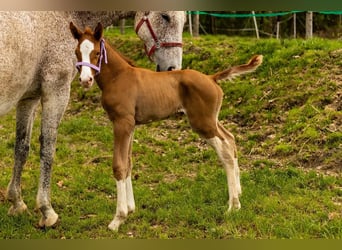 Oldenbourg, Étalon, 1 Année, Alezan