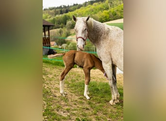 Oldenbourg, Étalon, 1 Année, Alezan