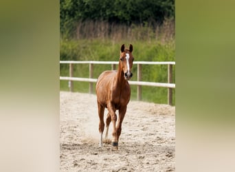 Oldenbourg, Étalon, 1 Année, Alezan