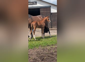 Oldenbourg, Étalon, 1 Année, Alezan