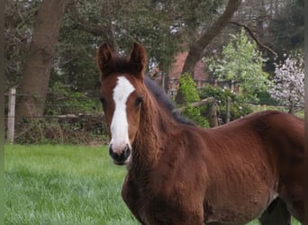 Oldenbourg, Étalon, 1 Année, Bai brun foncé
