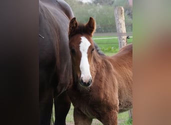 Oldenbourg, Étalon, 1 Année, Bai brun foncé