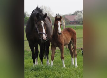 Oldenbourg, Étalon, 1 Année, Bai brun foncé