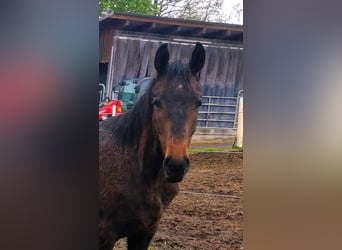 Oldenbourg, Étalon, 1 Année, Bai brun foncé