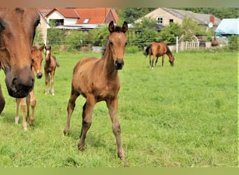 Oldenbourg, Étalon, 1 Année, Bai brun foncé