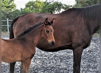 Oldenbourg, Étalon, 1 Année, Bai brun foncé