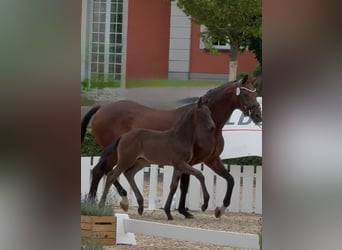 Oldenbourg, Étalon, 1 Année, Bai brun foncé