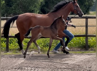 Oldenbourg, Étalon, 1 Année, Bai brun foncé