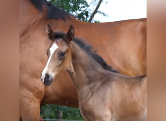 Oldenbourg, Étalon, 1 Année, Bai brun foncé