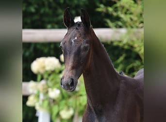 Oldenbourg, Étalon, 1 Année, Gris noir