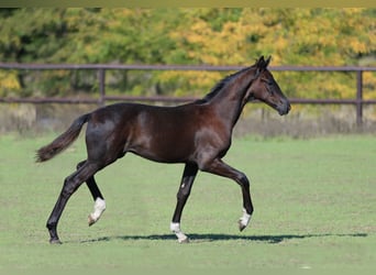 Oldenbourg, Étalon, 1 Année, Noir