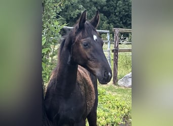 Oldenbourg, Étalon, 1 Année, Noir