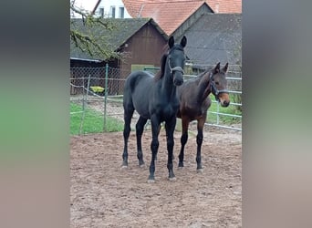 Oldenbourg, Étalon, 1 Année, Noir