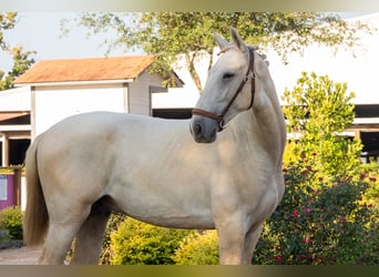 Oldenbourg, Étalon, 1 Année, Palomino