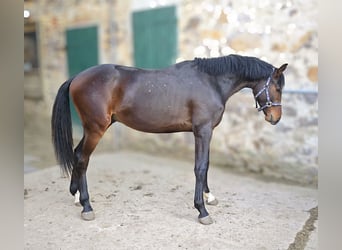 Oldenbourg, Étalon, 2 Ans, 158 cm, Bai brun