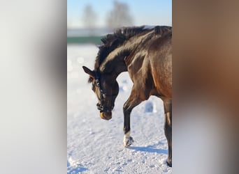 Oldenbourg, Étalon, 2 Ans, 158 cm, Bai brun