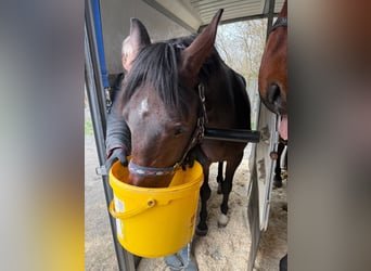 Oldenbourg, Étalon, 2 Ans, 158 cm, Bai brun