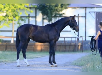 Oldenbourg, Étalon, 2 Ans, 162 cm, Bai cerise